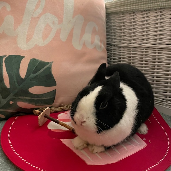 Meet your Posher, Madison - Picture 3 of 3